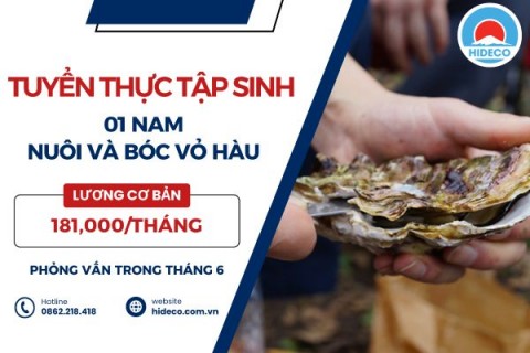 H1555 TUYỂN 1 NAM TTS NUÔI VÀ BÓC VỎ HÀU