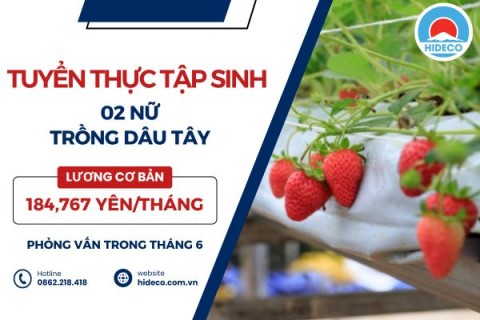 H1536 TUYỂN 2 NỮ TTS TRỒNG DÂU TÂY
