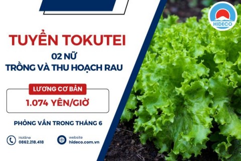 D3689 TUYỂN 2 NỮ TOKUTEI TRỒNG VÀ THU HOẠCH RAU SỐNG,...